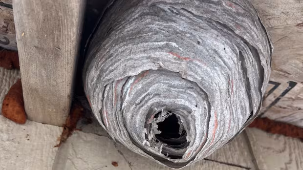Have you come across a wasp nest like this? Researchers are eager to investigate it.