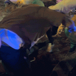 Spring Breakers Filmed Assaulting Man in Fort Lauderdale