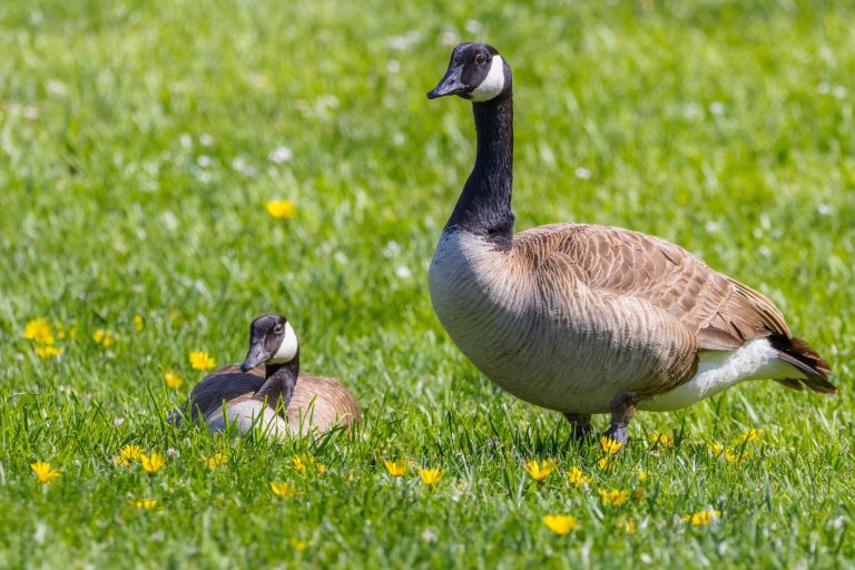 Bird Flu Confirmed in St. Louis County Ducks